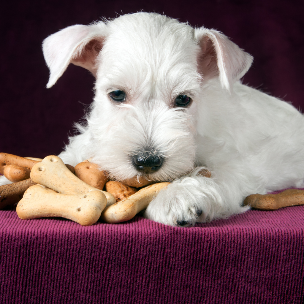 cookies en CuidaTuPerro.com